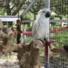 Talking Cockatoo Parrots for Sale