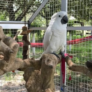 Talking Cockatoo Parrots for Sale