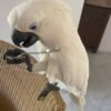 Philippine Cockatoo parrots for sale