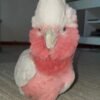 Galah cockatoo parrots for sale near me
