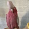 Galah cockatoo parrots for sale near me