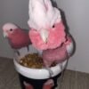 Galah cockatoo parrots for sale near me