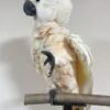 white cockatoo parrot for sale