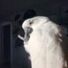 Palm Cockatoo parrots for sale near me