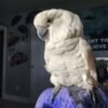 Palm Cockatoo parrots for sale near me