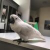cockatoo parrots for sale usa