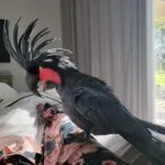 Cockatoo Birds for Sale Near Me