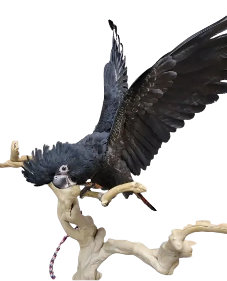 Cockatoo parrots