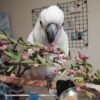 cockatoo parrots for sale