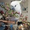 cockatoo parrots for sale