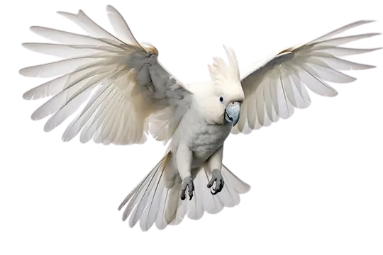 Cockatoo Parrots For Sale Near Me