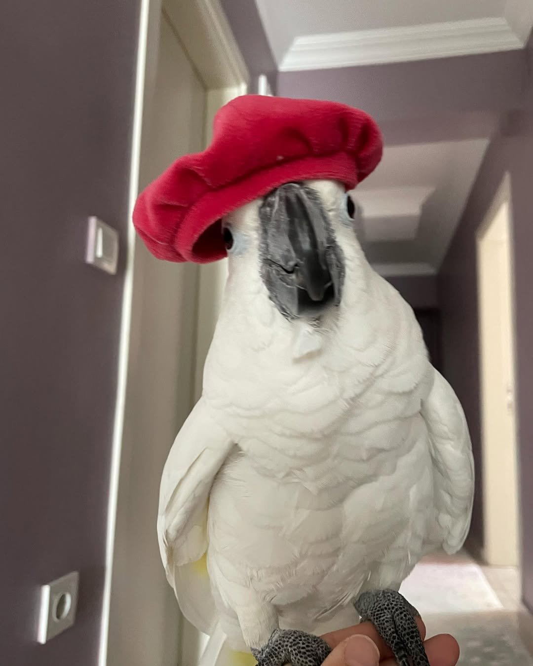 Cockatoo Parrot Breeders in New Mexico
