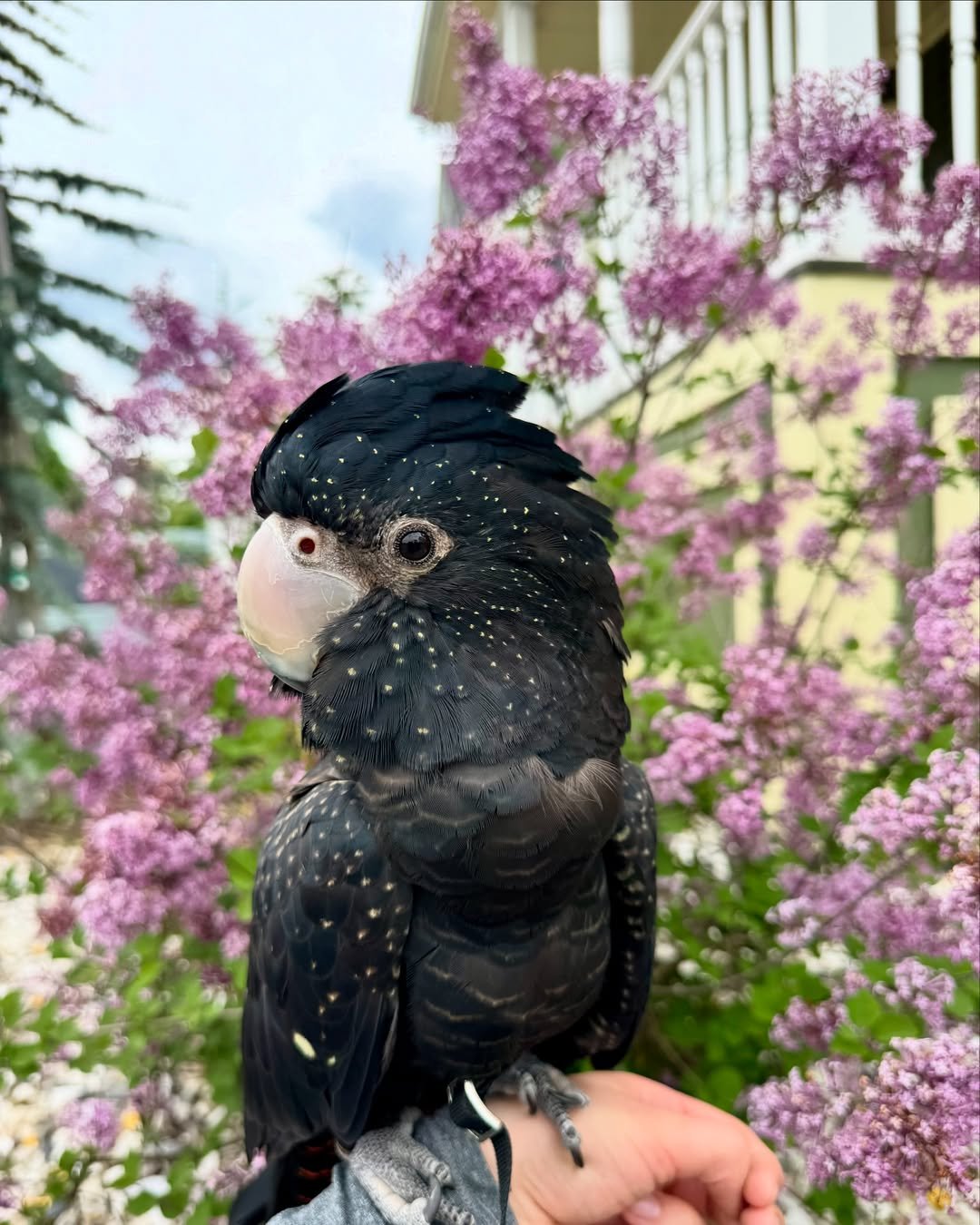 Cockatoo Parrot Breeders in Wisconsin