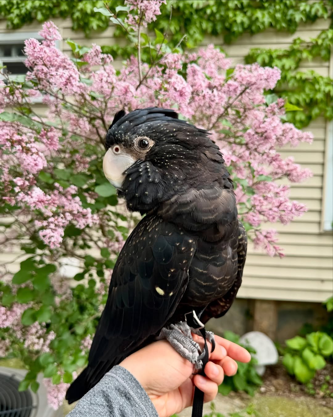 How noisy are cockatoos compared to other parrots?