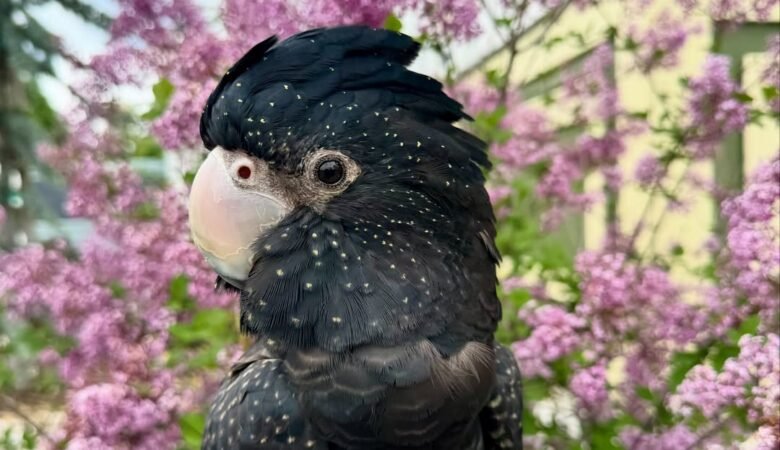 Cockatoo Parrots for Adoption in Georgia