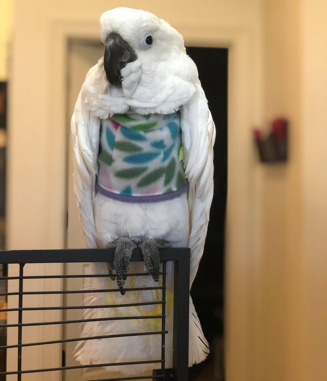 Cockatoo Parrot Breeders in North Dakota