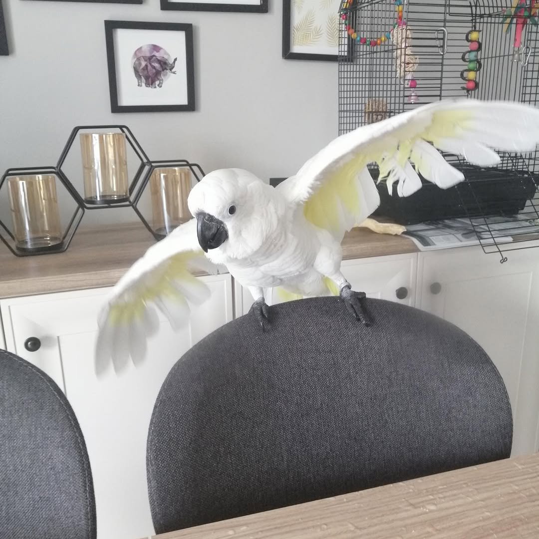 Cockatoo Parrot Breeders in New York