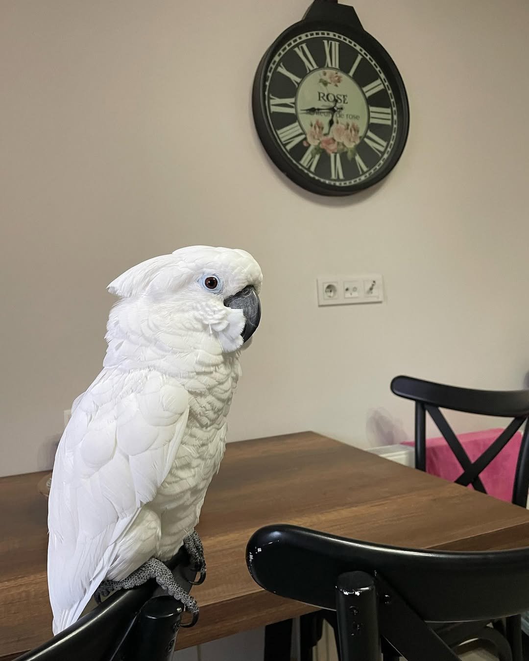Cockatoo Parrots for Adoption in Florida