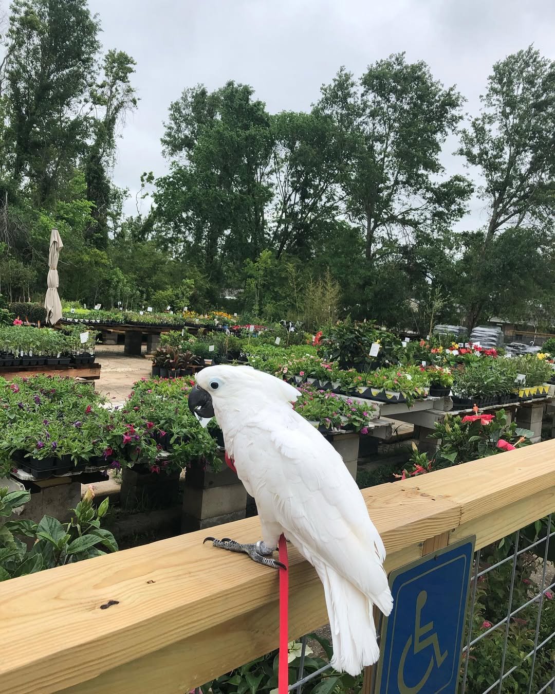 Cockatoo Parrot Breeders in Tennessee
