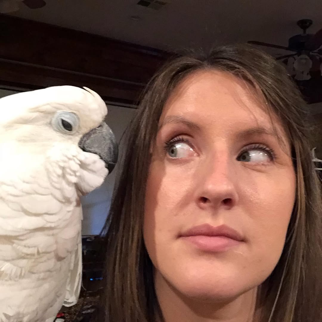 Cockatoo Parrot Breeders in Virginia