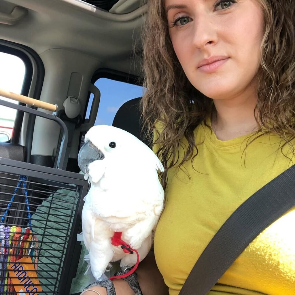 Identifying the Symptoms: Your "Do Cockatoos Get Separation Anxiety?" Checklist