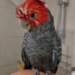 Q: Can I take home a cockatoo that is still being hand-fed, and how does this affect the question, "At what age can cockatoos be adopted?"