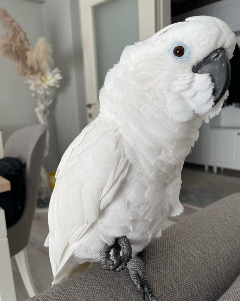 Understanding the Weaning Process: When a Cockatoo is Ready for Its Forever Home