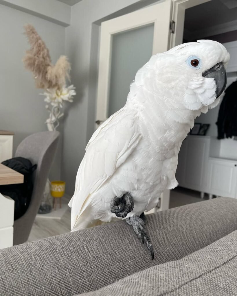 Understanding the Cockatoo's Nature: Why Socialization Matters