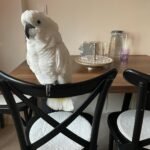 Q: Do all cockatoo species scream or screech, and what makes some louder than others?