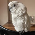 Q: Can a cockatoo's diet truly impact how long do cockatoos live as pets?