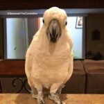 Q: Can a cockatoo with separation anxiety be left alone for any period of time?