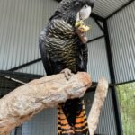 Q: Can I use a used cage for my cockatoo, and what should I look for to ensure it's safe?