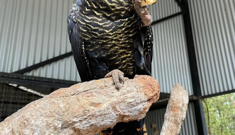 Cockatoo Parrots for Adoption in Kansas