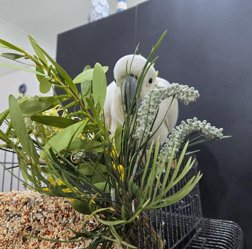 Can cockatoos learn tricks or commands