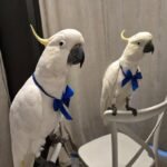 Q: Considering the intense need for attention, what is the single most common behavioral mistake new Cockatoo Parrot owners make in New Jersey homes?