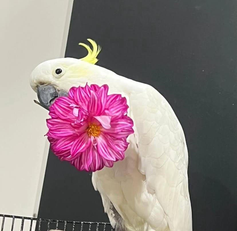cockatoo parrot breeders in Puerto Rico