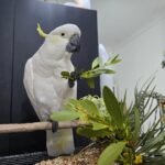 Q: Is it ever safe to leave my cockatoo and my cat or dog unsupervised, even for a short time?