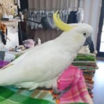 Q: What is the most common behavioral problem for a Cockatoo Parrot purchased from New York breeders, and how can I prevent it?