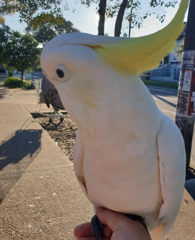 Cockatoo Parrots for Sale in Orange