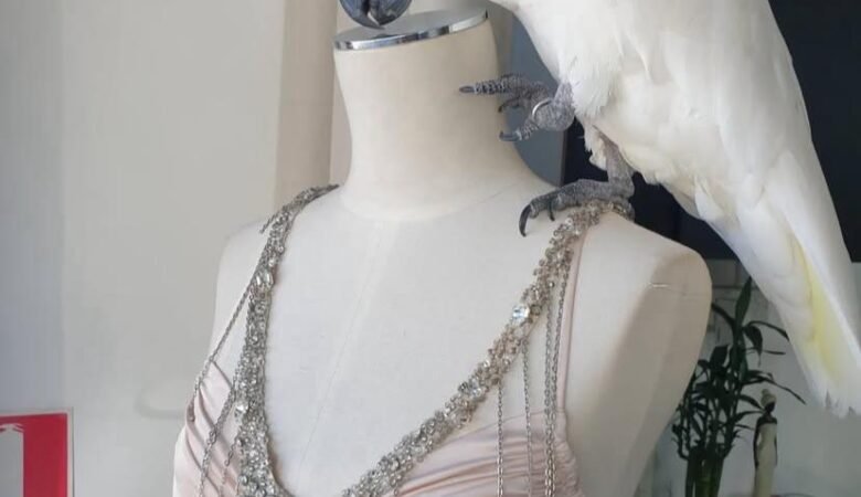 Cockatoo Parrots for Adoption in Norway