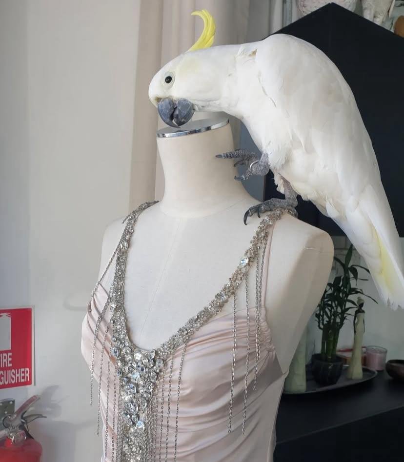 Cockatoo Parrots for Adoption in Norway