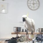 Q: Can a cockatoo that has been biting for a long time ever be trained to stop, and how does this relate to the unique challenges addressed by THE COCKATOO HOME?