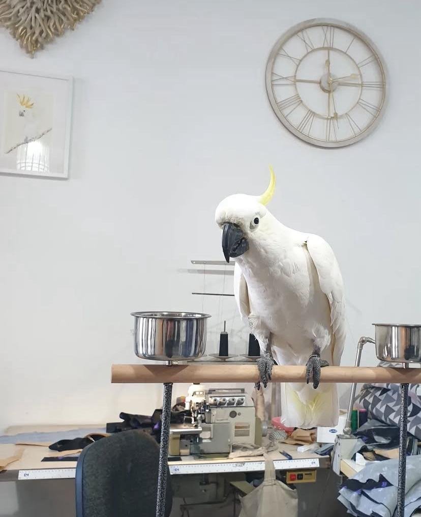 Cockatoo Parrots for Adoption in Germany