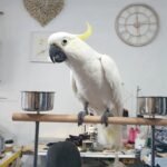 Q: What is the most critical health document required from cockatoo parrot breeders in Puerto Rico (or for import), and why is it so important?