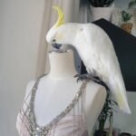 Q: What is the single most important sign to look for when asking, "How do I know if my cockatoo is sick?"