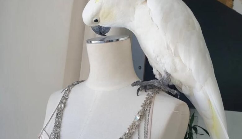 Different Breeds of Cockatoos