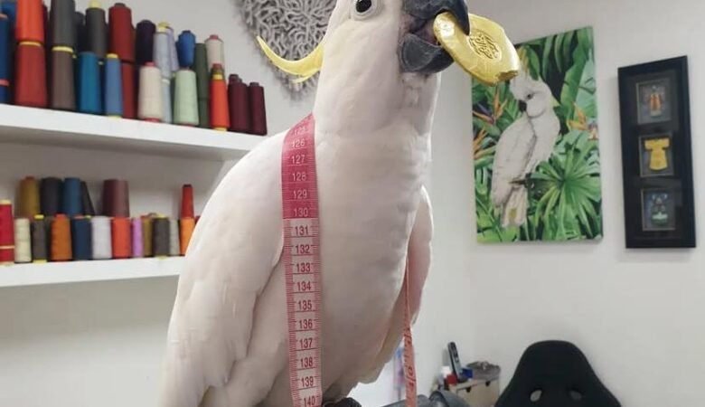 Cockatoo Parrots for Adoption in Australia