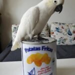 Q: Is Preparing Your Home for a Cockatoo different from preparing for other types of parrots?