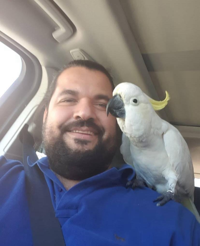 Cockatoo Parrots for Adoption in Montana