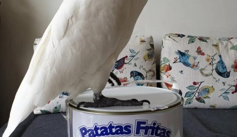 Cockatoo Parrots for Adoption in Nebraska